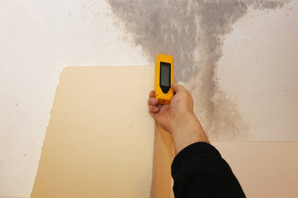 Mold Documentation for Insurance Claims in Bemidji, MN