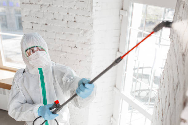 Best Black Mold Removal  in Bemidji, MN