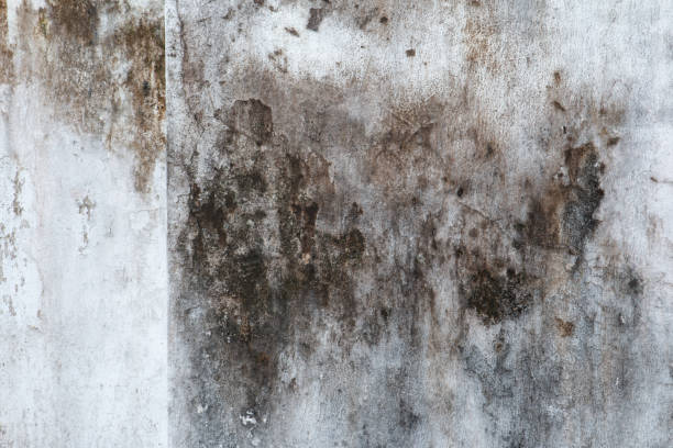 Best Environmental Consulting for Mold Prevention  in Bemidji, MN