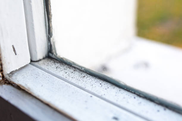 Best HVAC Mold Inspection and Cleaning  in Bemidji, MN