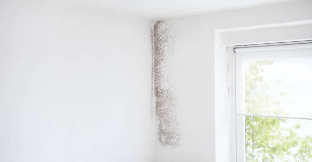 Best Post-Construction Mold Inspection  in Bemidji, MN