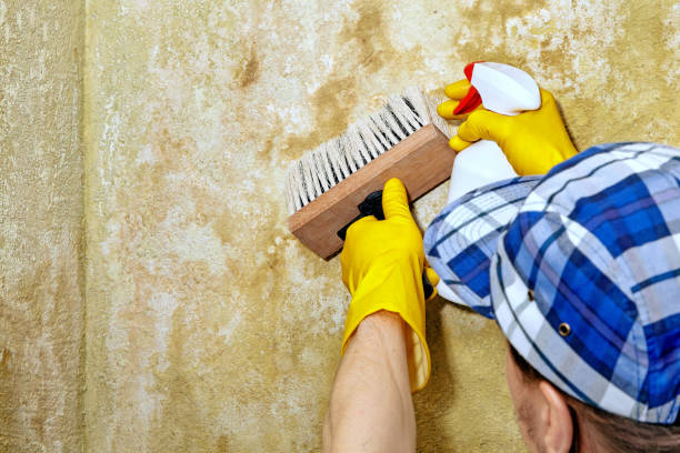 Best Mold Documentation for Insurance Claims  in Bemidji, MN