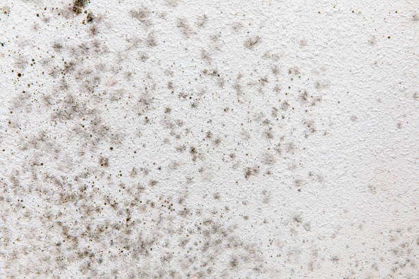 Best Mold Removal for HVAC Installations  in Bemidji, MN