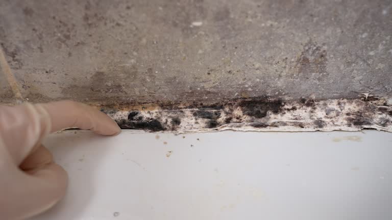 Best Residential Mold Inspection & Testing  in Bemidji, MN