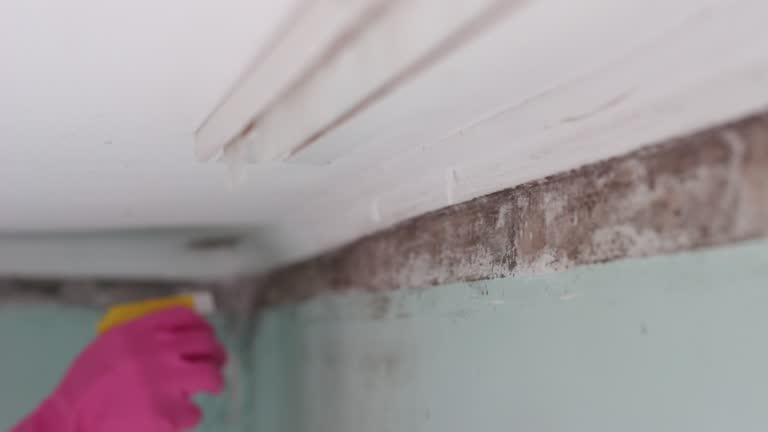 Best Mold Damage Restoration  in Bemidji, MN